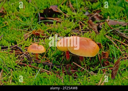 Orange Hexenhut Pilze`s grünem Moos auf dem Wald Boden Stockfoto